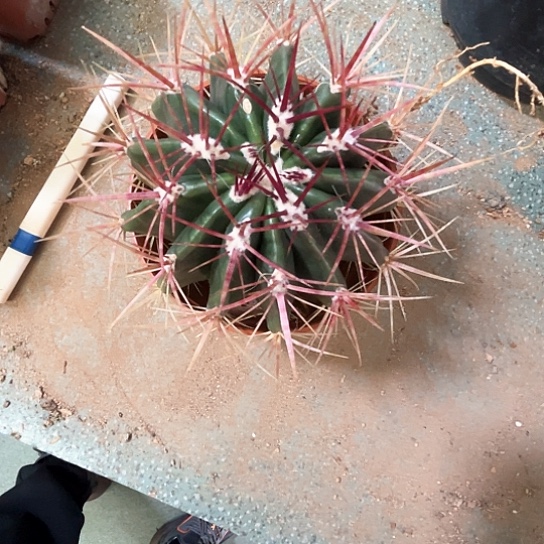 都***亲红虎谢谢谢谢谢谢谢