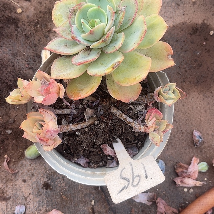 晨语多肉，一物一拍微瑕195