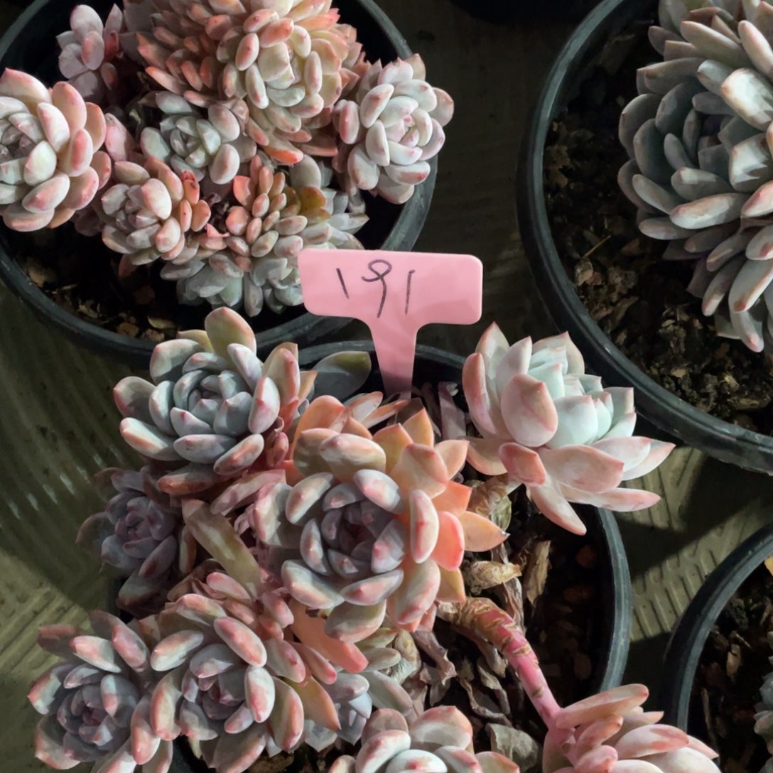 星影缀化多头群生191