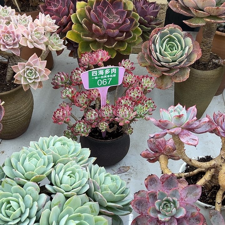 @***慧苹果多肉植物精华067