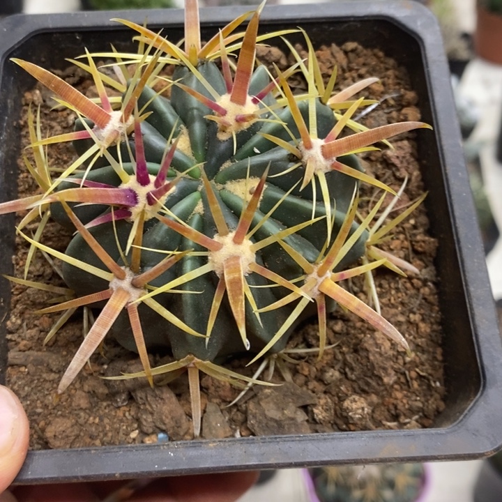 实生金刺宽刺日出特价