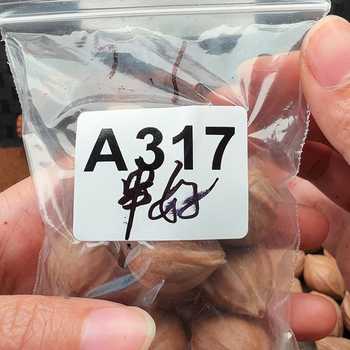 寶***橄榄核手串/手链橄榄