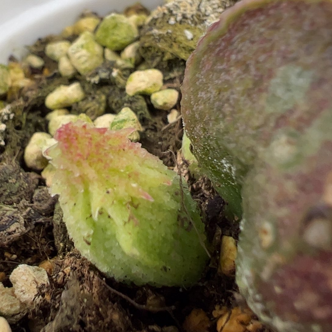 实生新品多肉植物水泡55号苗