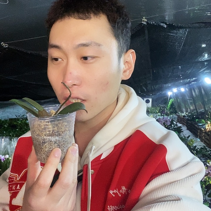 无花朵森林之子蝴蝶兰