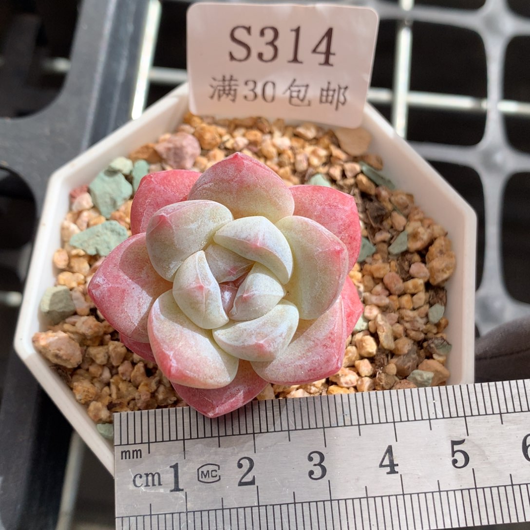 314。米奇头冰玉粗桩。