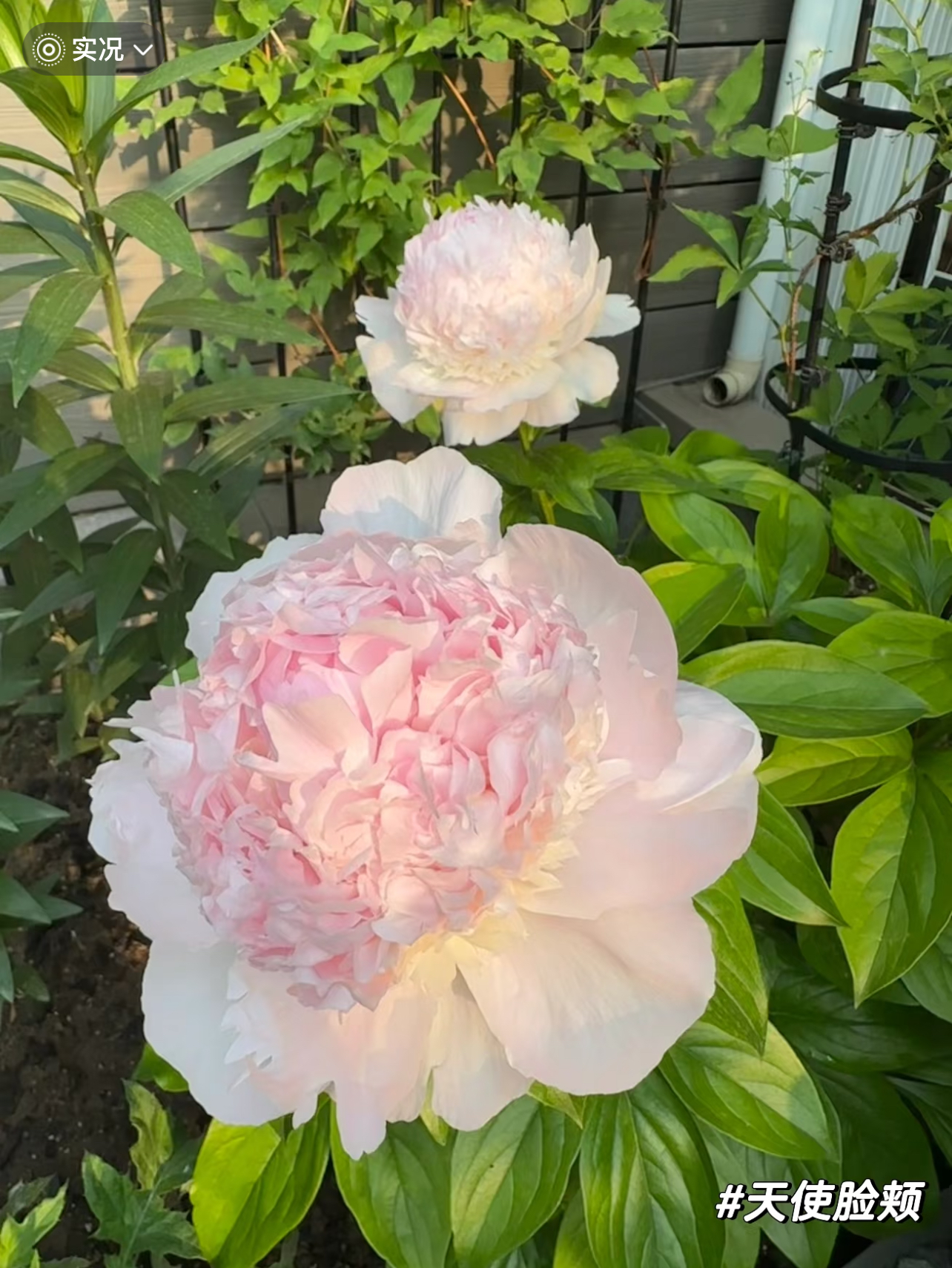 天使脸颊 重瓣芍药 简单易养 菏泽基地直发