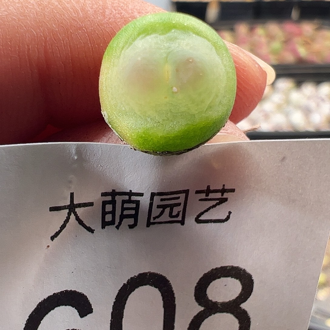 一物一拍。    608