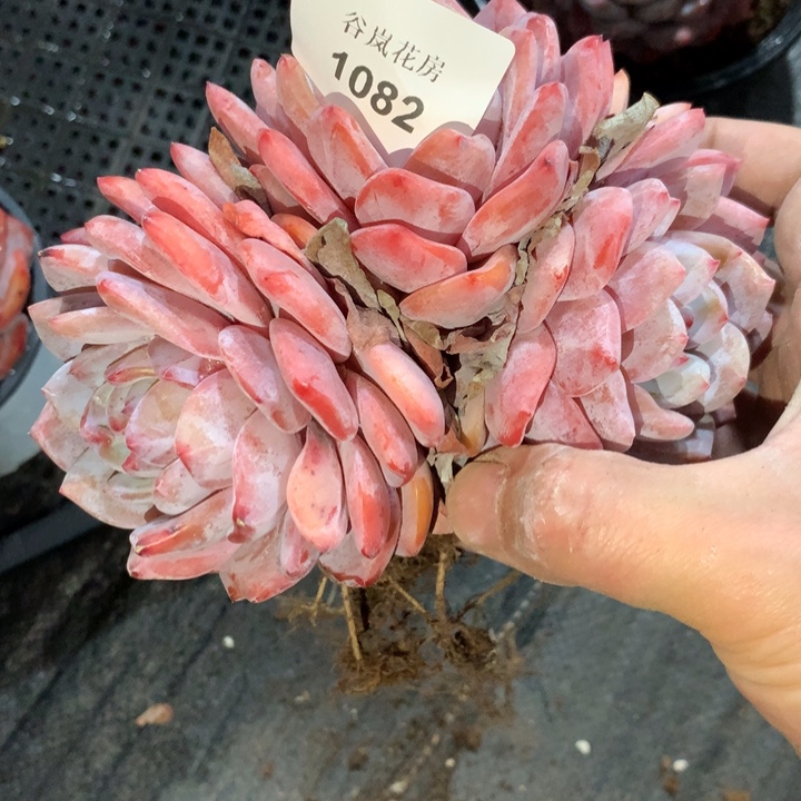 0306下午场，1082一颗