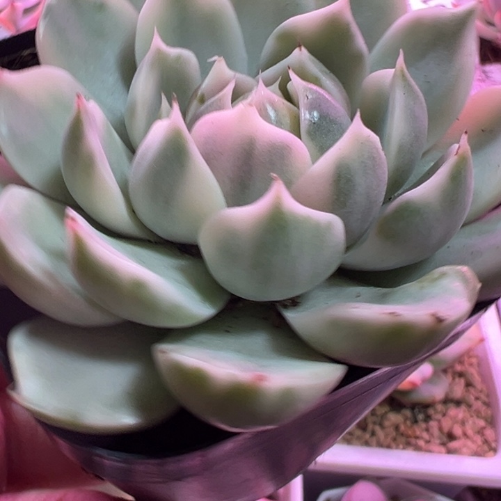 1174玫瑰夫人锦多肉植物