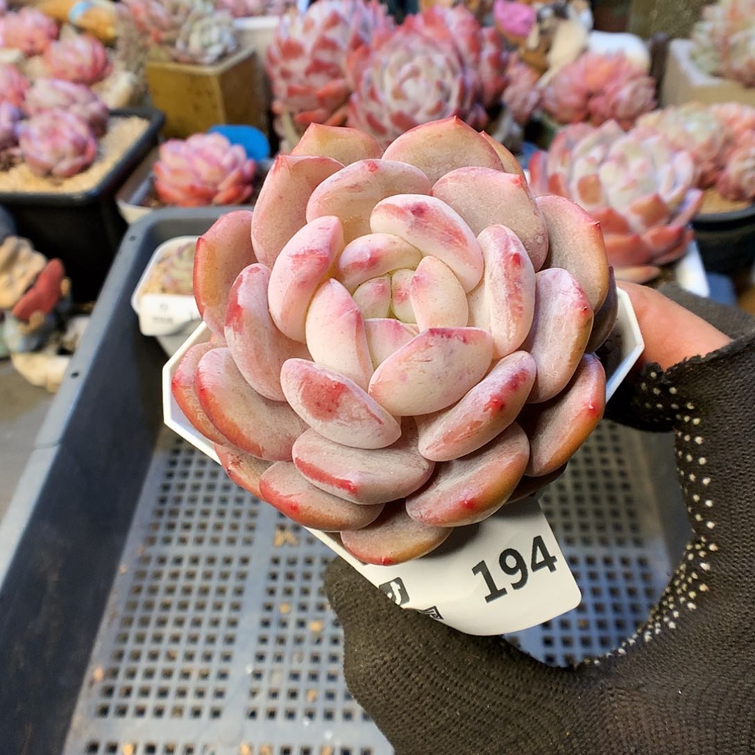 194星影多肉植物6666