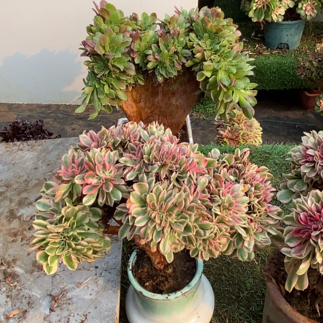 柠檬玫瑰➕粉女巫多肉