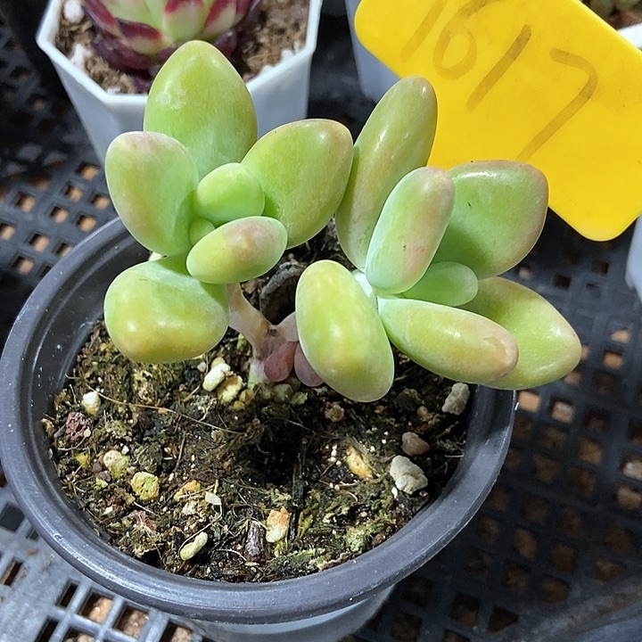 多肉植物1617多肉