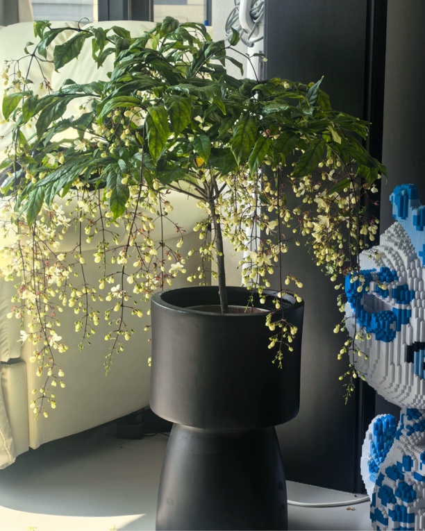 泰国垂丝茉莉室内高端花卉好养易活白玉蝴蝶网红花卉