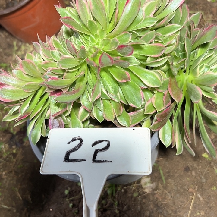 多肉植物缀花法师