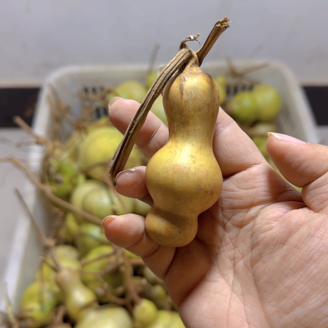 旋***姐青皮葫芦不保成不退不换