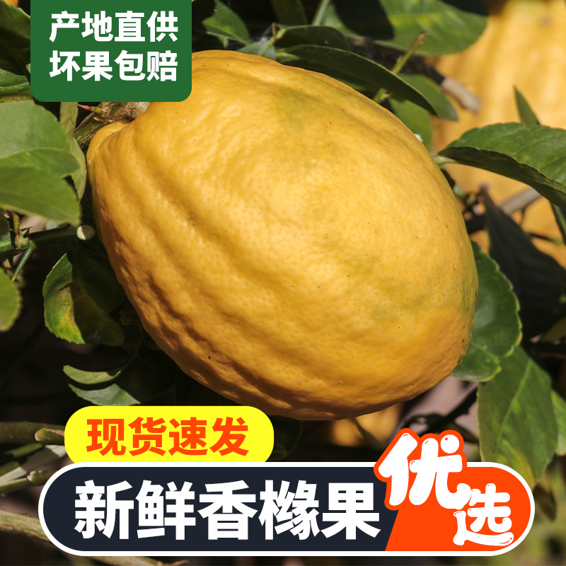 香橼果云南特产水果佛手果新鲜采摘枸橼枸橼子香水柠檬500g