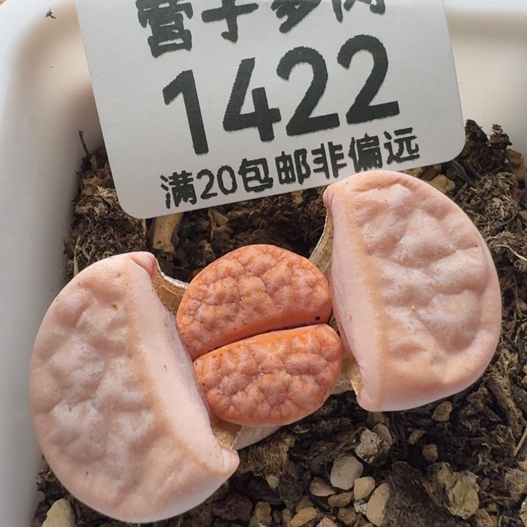 拿铁带盆土309A.        