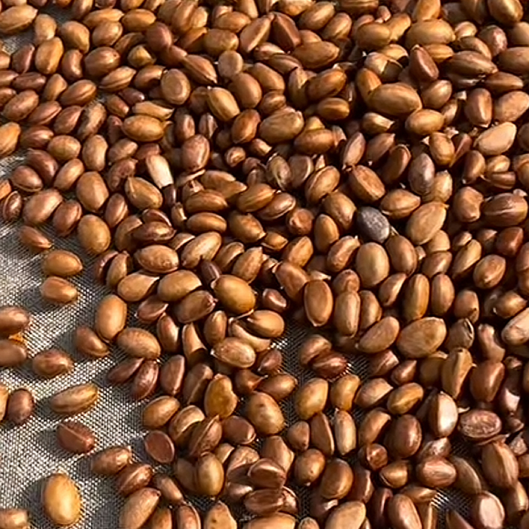 自己家树结老鸦柿籽一粒