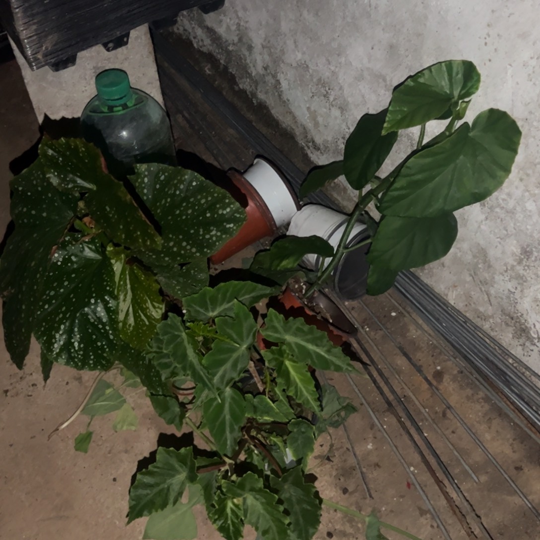 完全开放一物一拍套餐1