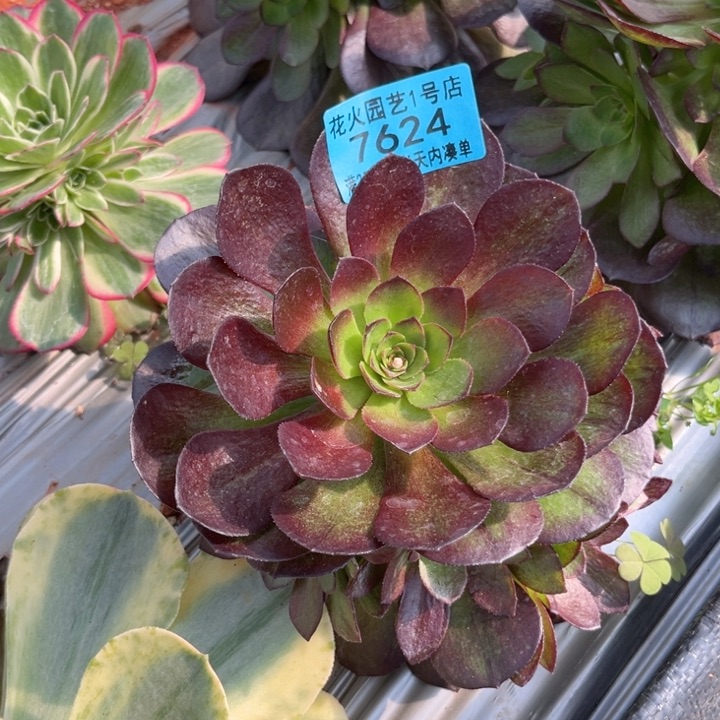 黑寡妇7624多肉植物