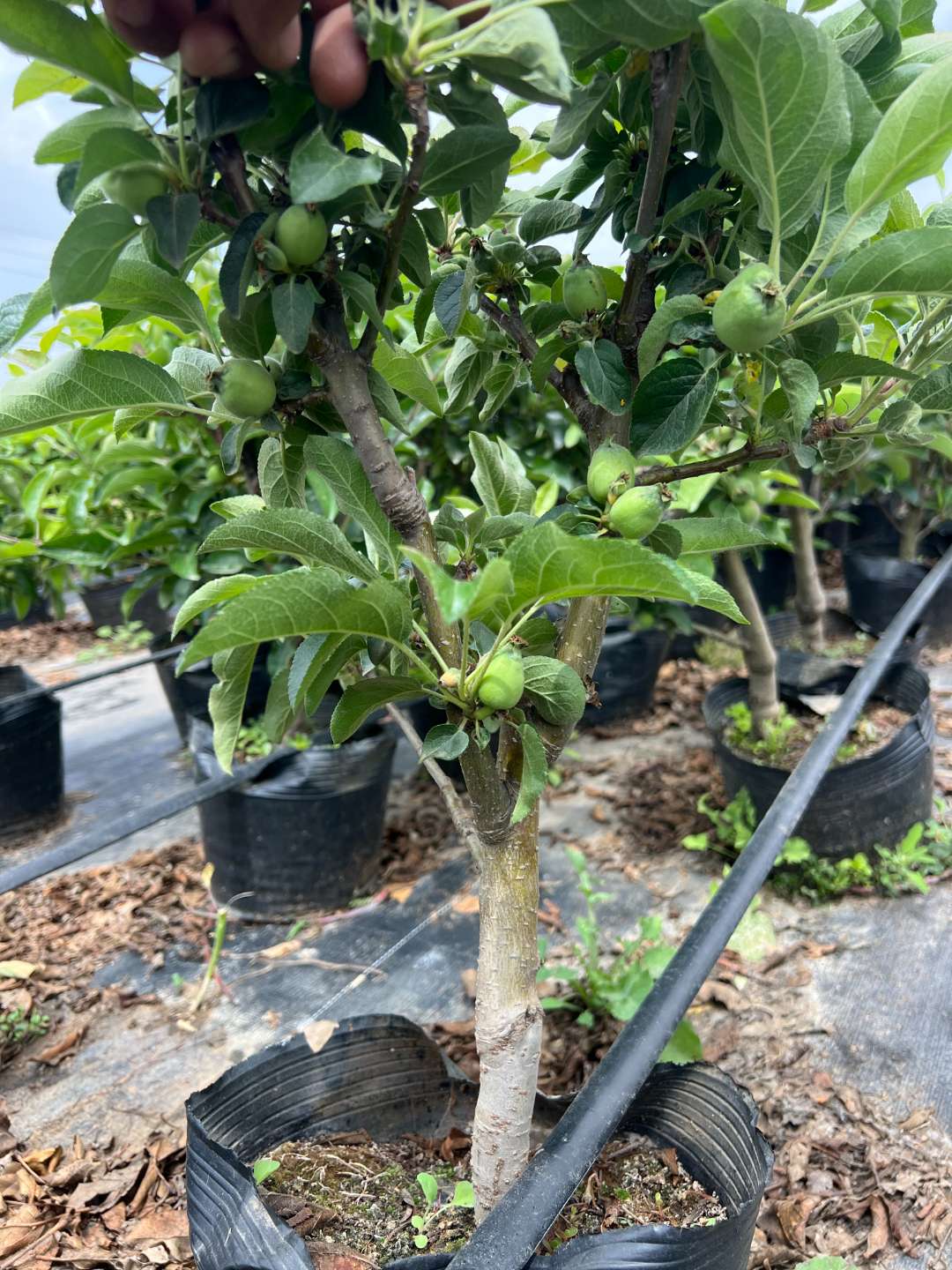 红将军黄元帅花园植物盆栽