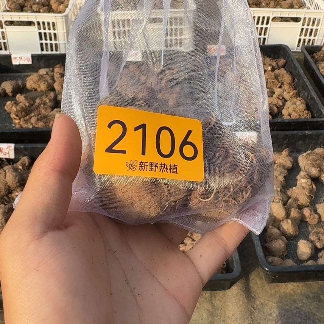 一***砖完全开放2106纷飞，热辣，和声裸球不售后