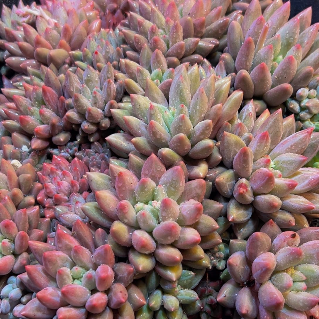 077多肉葡萄领导人物