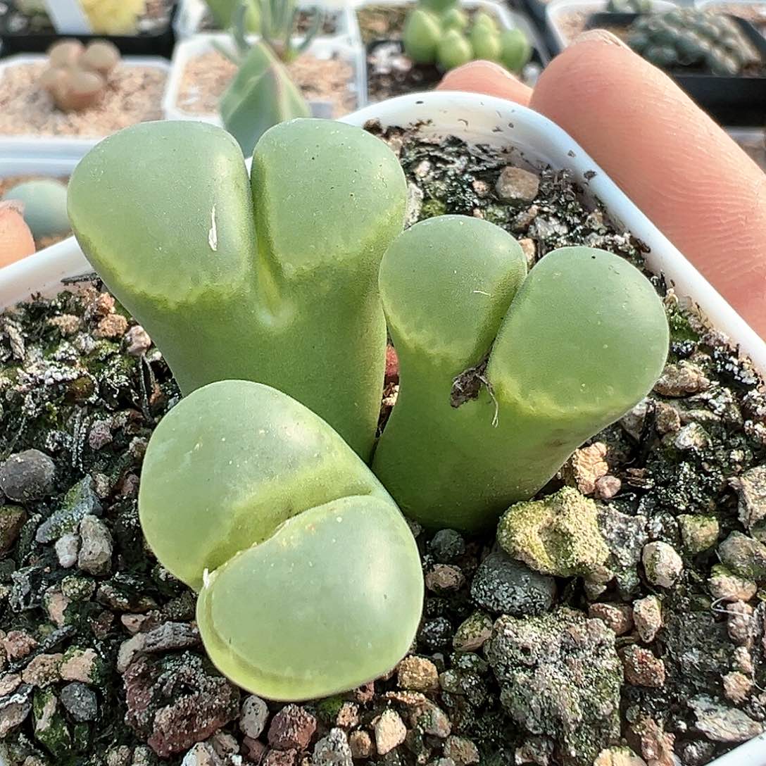 最**海多肉肉锥 极窗风铃