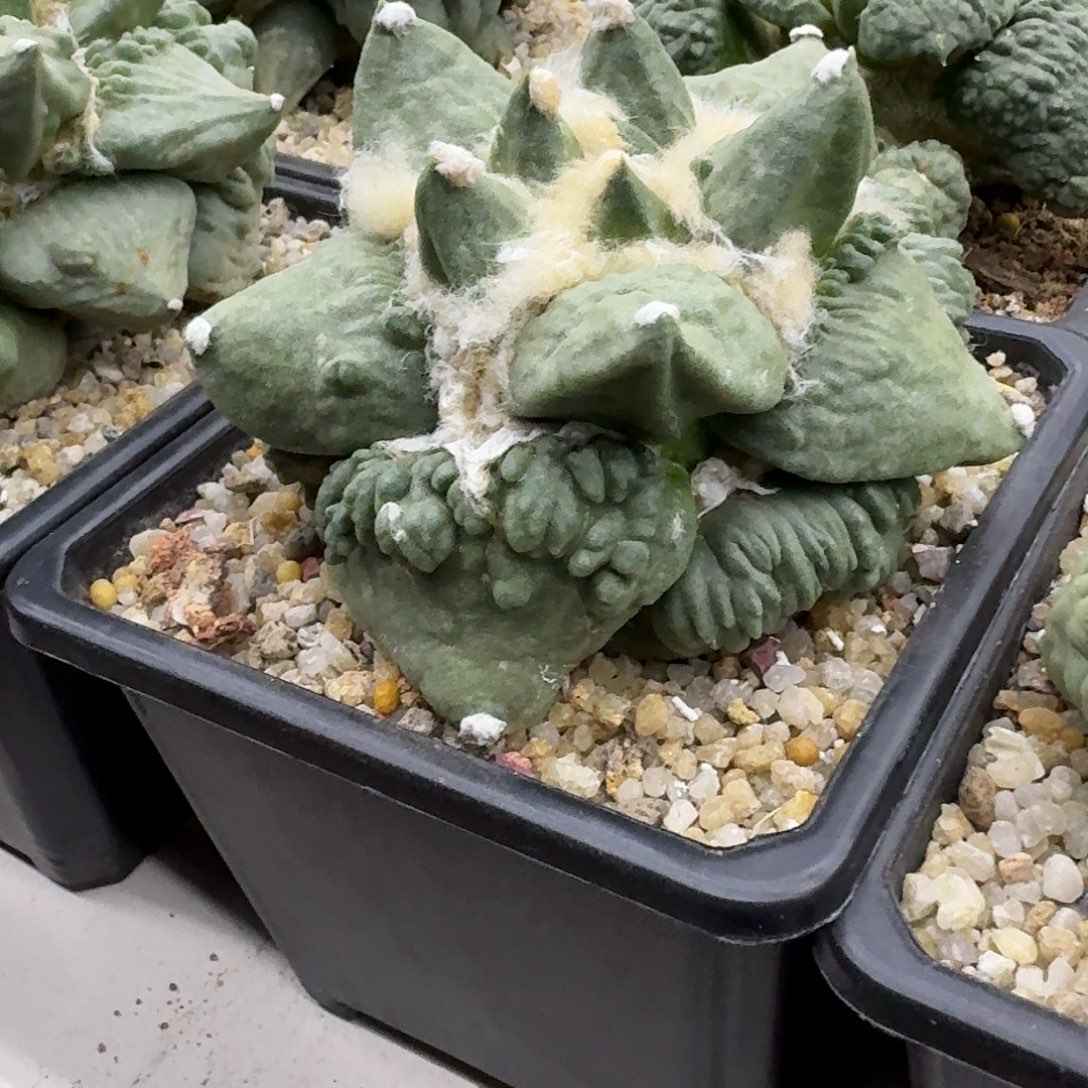 小***噻自根怒涛牡丹仙人球