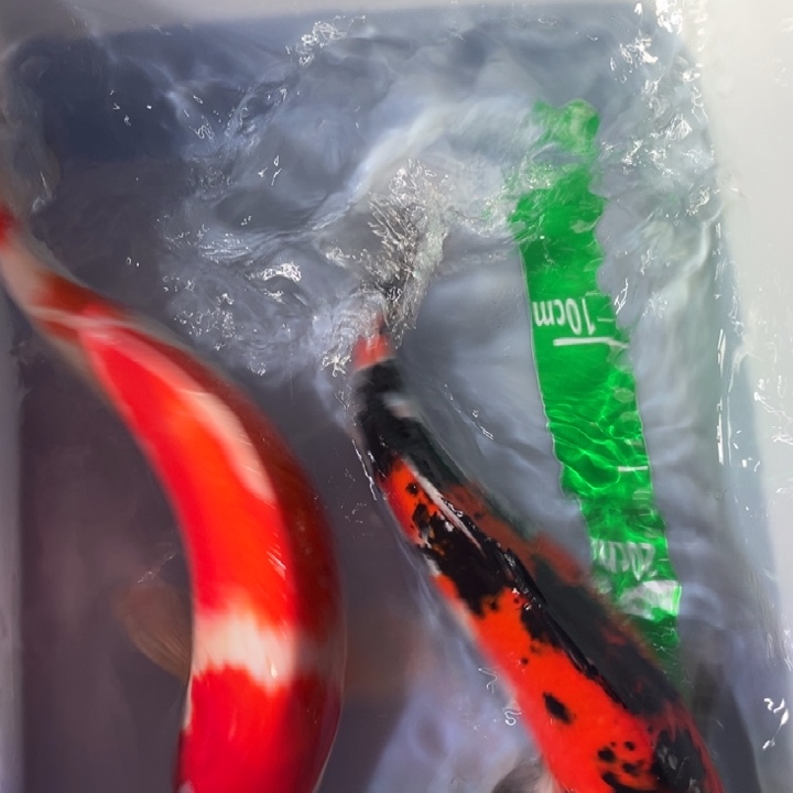 锦鲤锦鲤红白三色