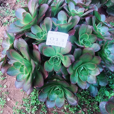 3.5-13魅金多肉植物