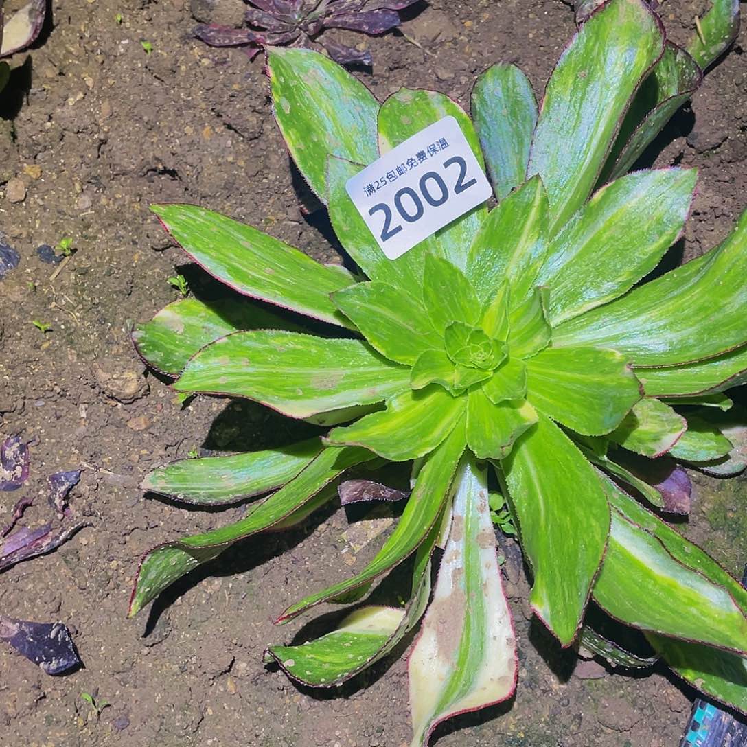 2002魅影七彩多肉植物
