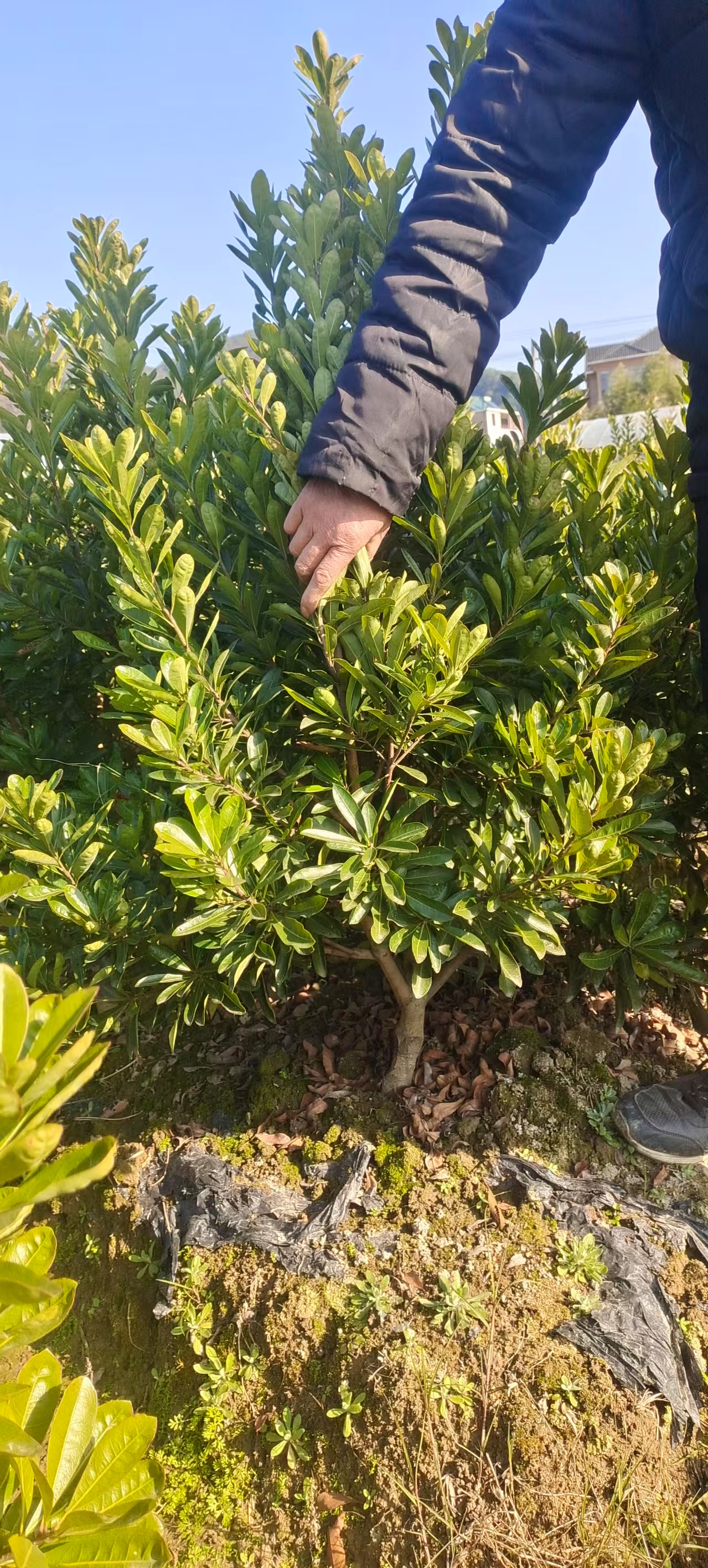 3/4/5年生果苗树苗种植专业培育