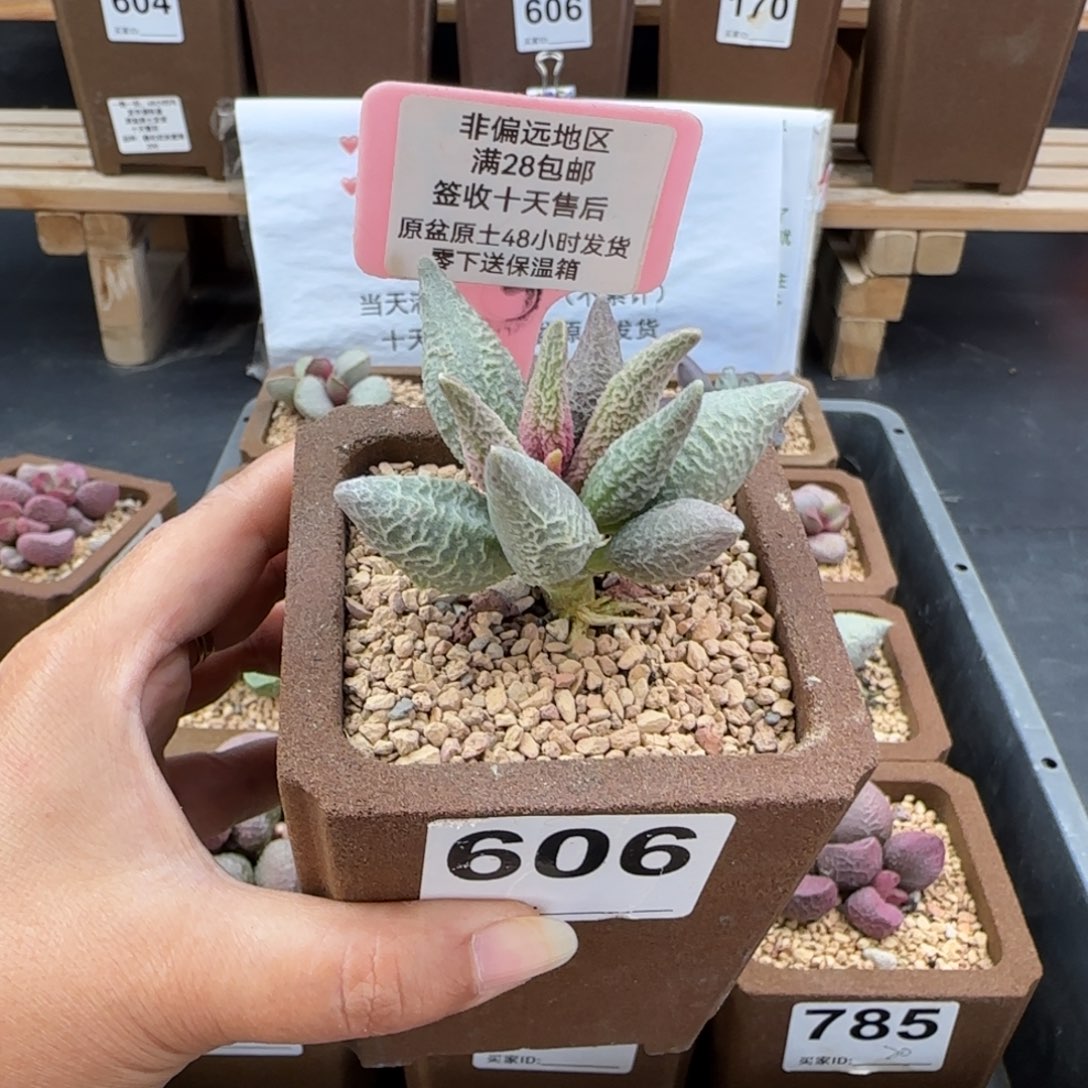 是***呀606融化纹冰淇淋多肉植物