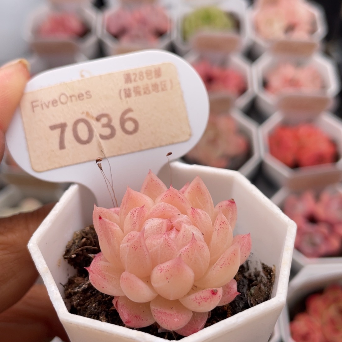 麦秆7036-3.5厘米