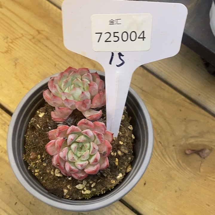 浅*725004洞庭去拍吧