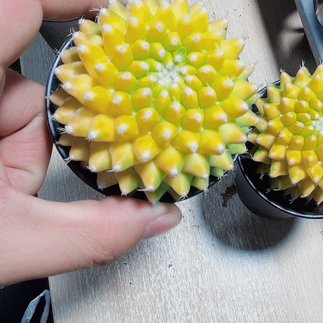 黄金菠萝球新手福利