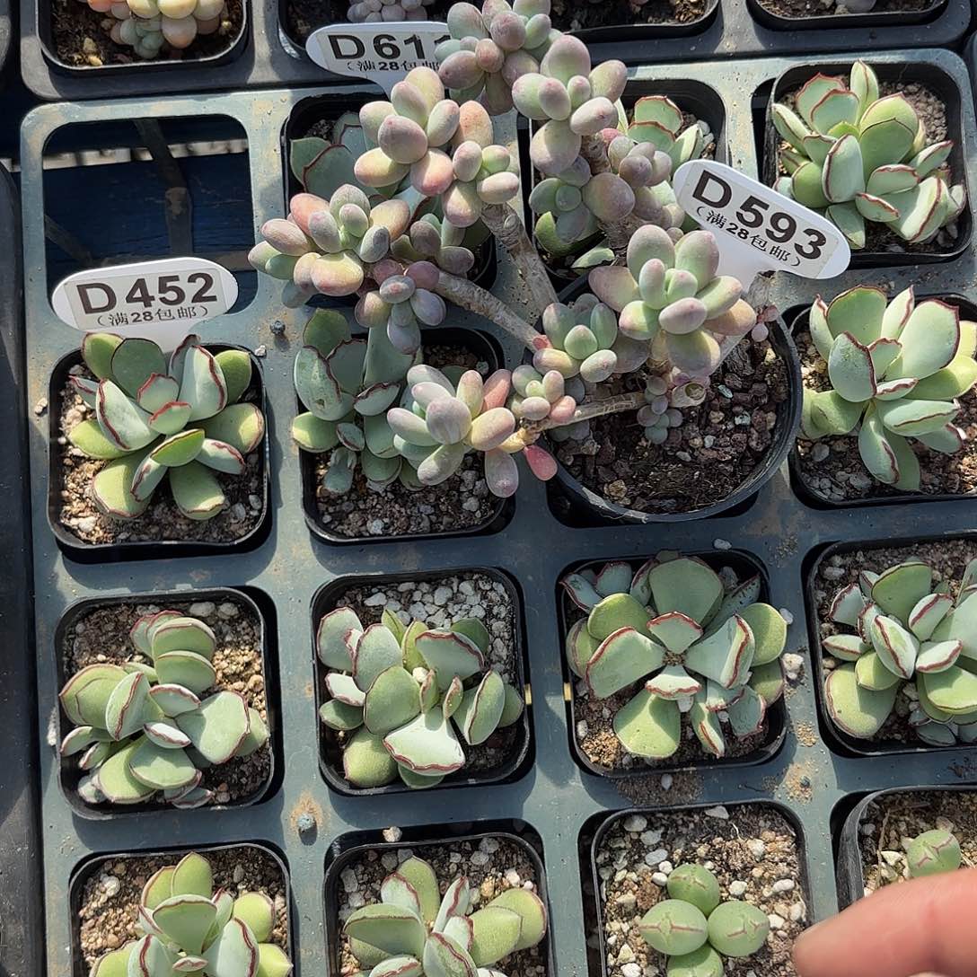 D593苹果奶一物一拍