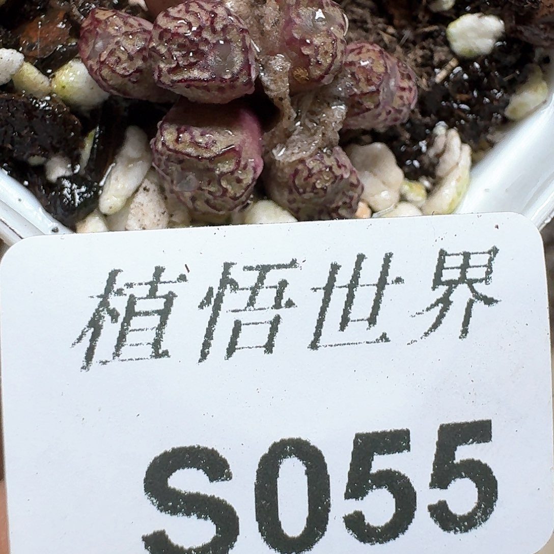 055多肉植物哇vn n