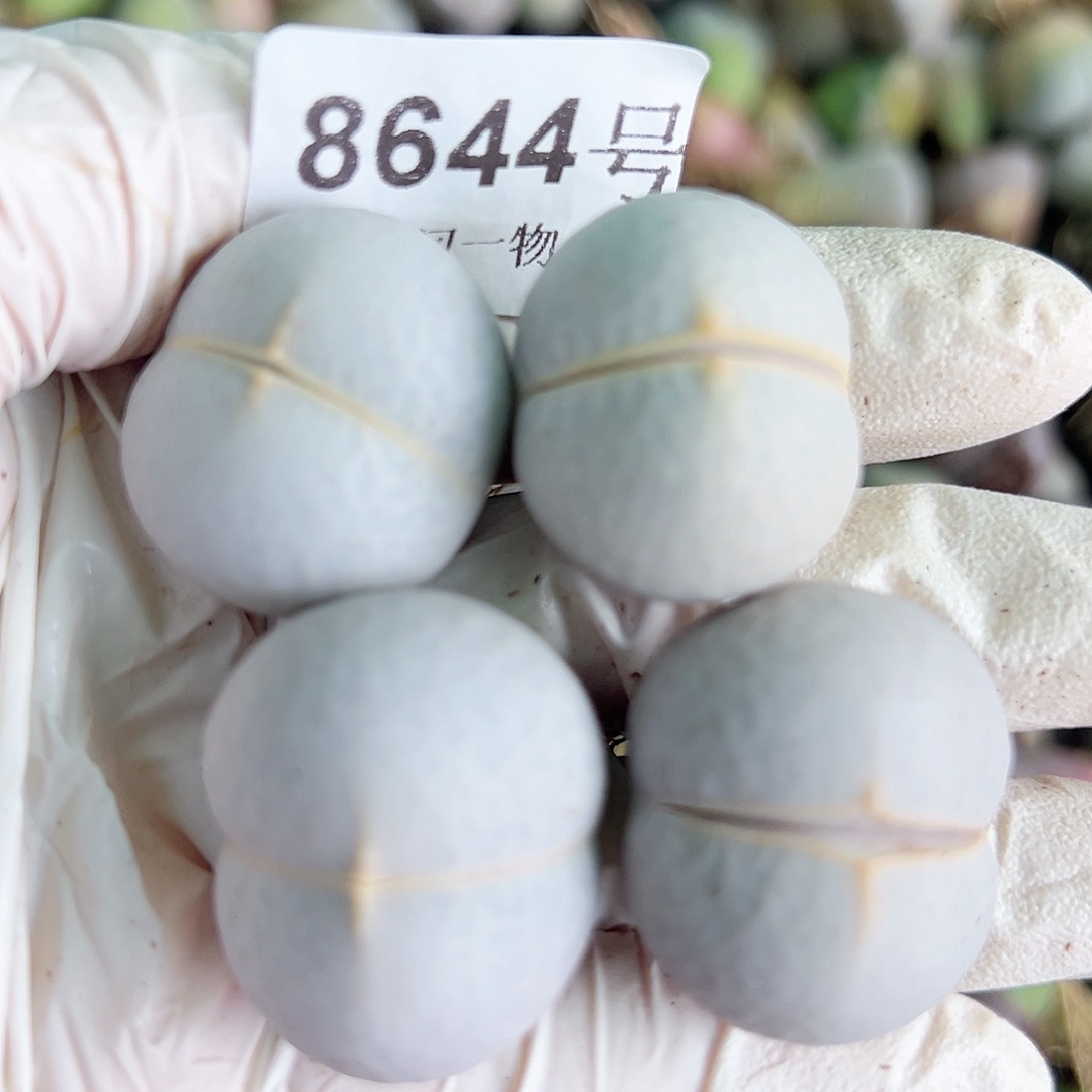 8644 好养易活生石花大母本4个2.5cm左右