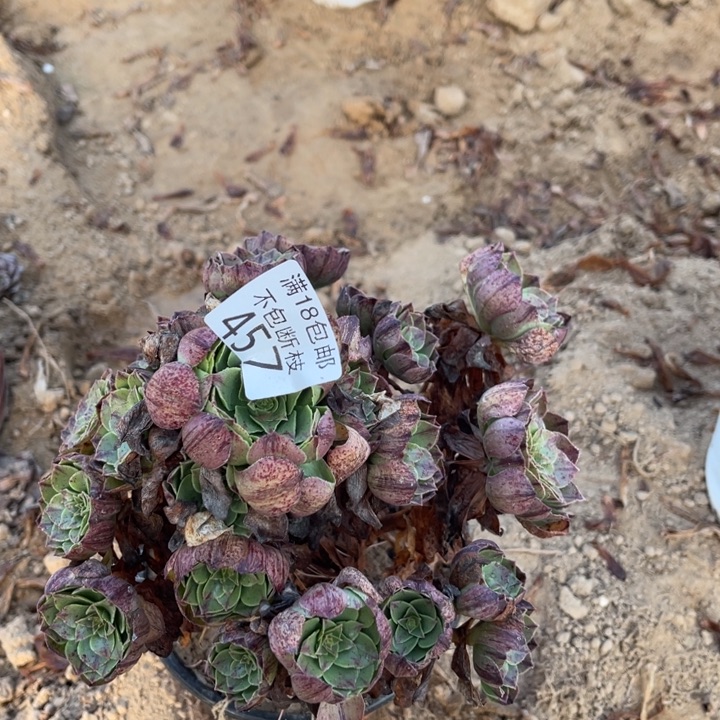 457万拉丝手棚3号