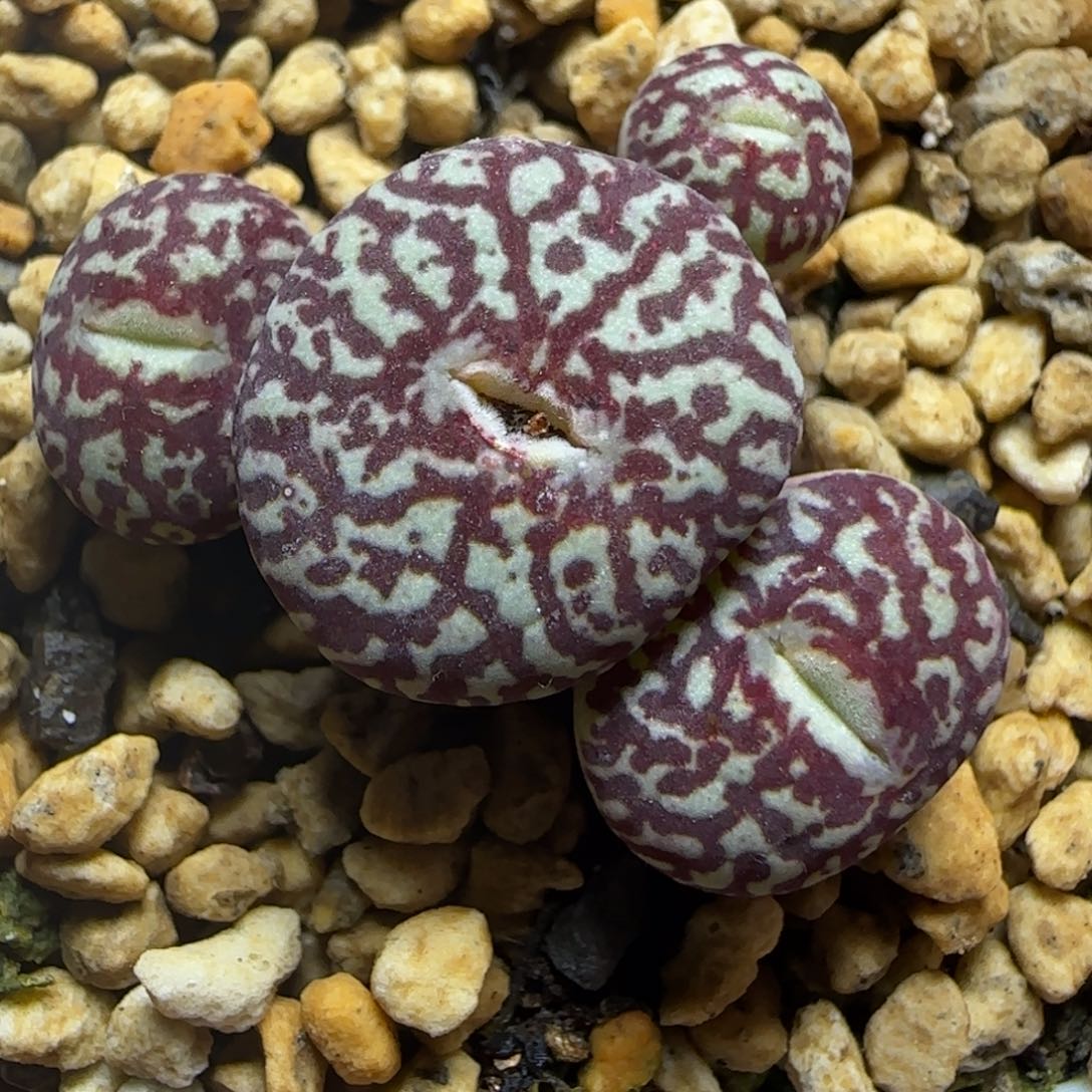 2.9多肉MG3170杂交墨一颗