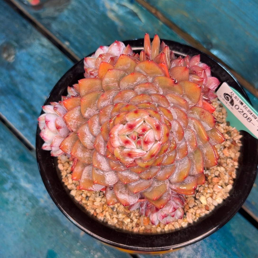 多肉一物一拍编号0208-148