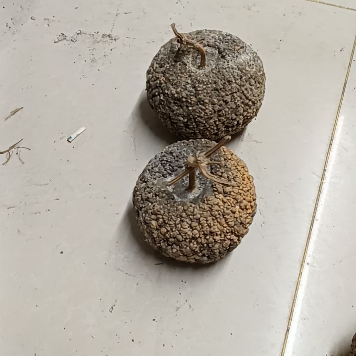 ?***哥满天星疙瘩葫芦满天星疙瘩葫芦