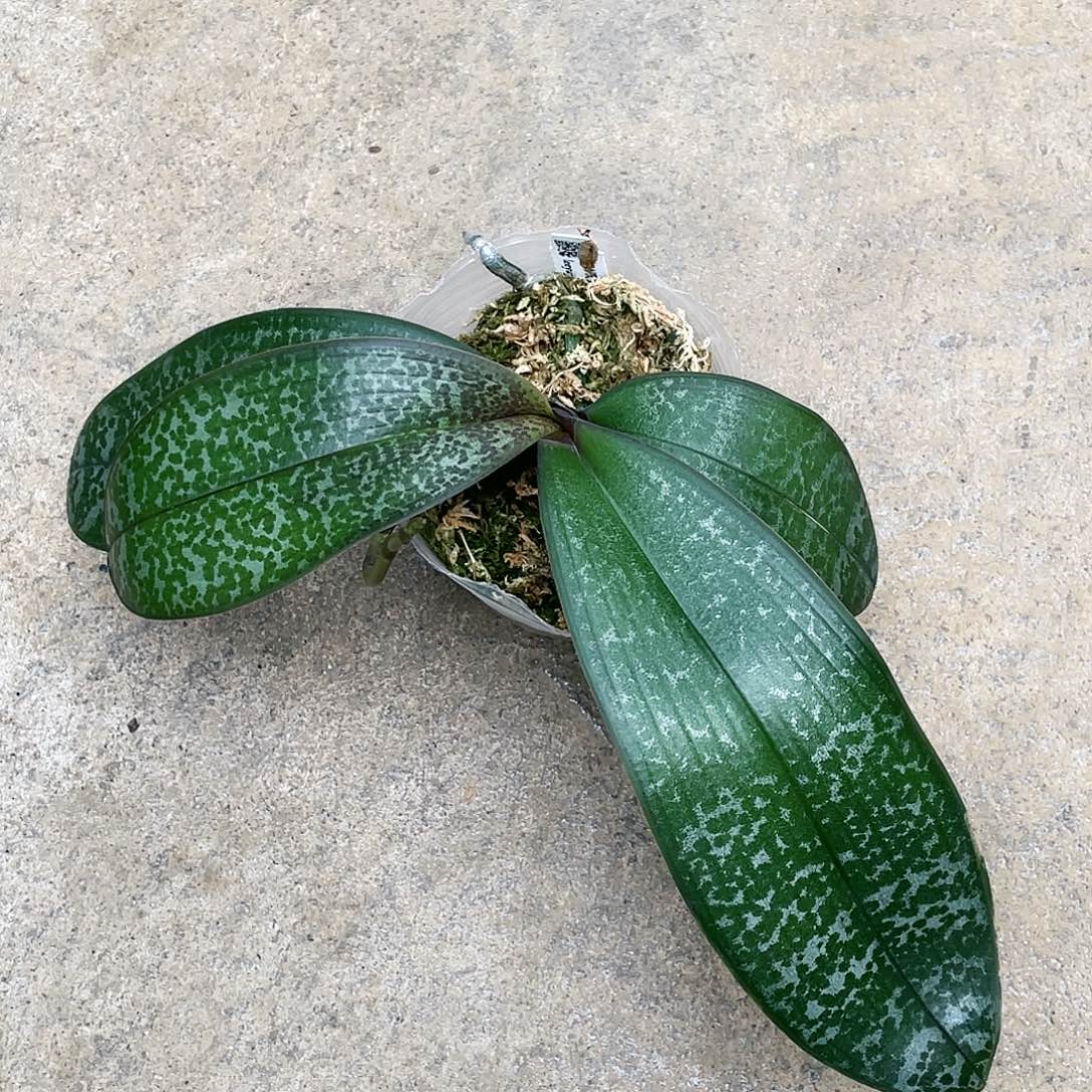 龙***柱当前无花栽培后可以开花