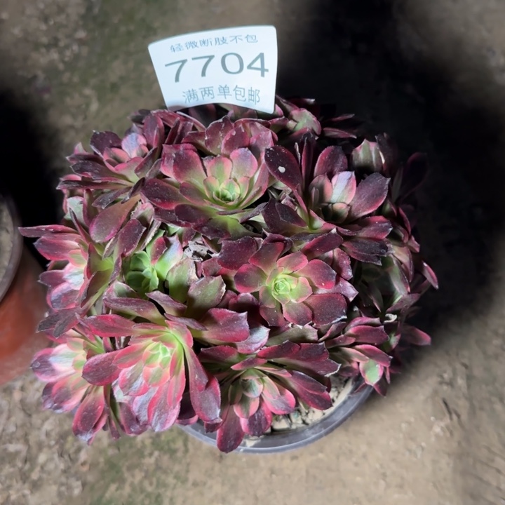 7704安娜多肉植物