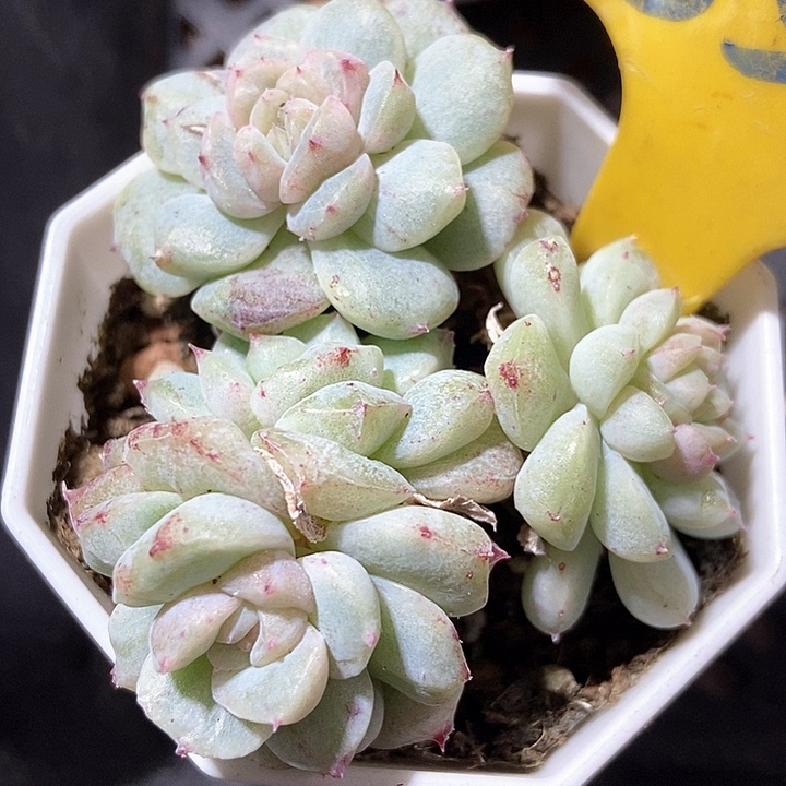 多肉植物石化甜心859多肉