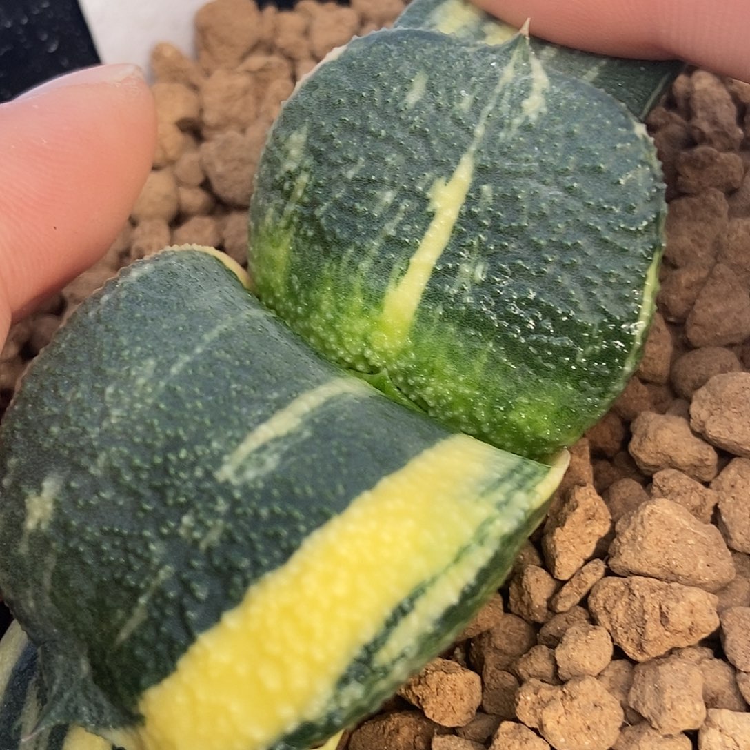 请***睿1146卧牛实生锦带盆发货