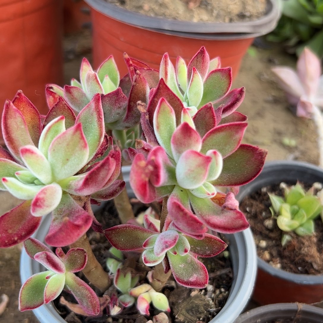 多肉植物锦晃星群