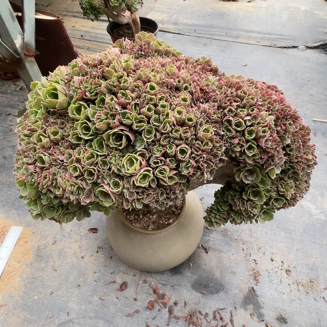 【闪购商品】无花朵玫瑰朵朵